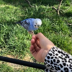 Meet your Posher, Myint myint